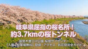 岐阜県の桜の名所
