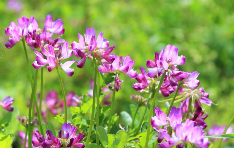 岐阜の花レンゲソウ