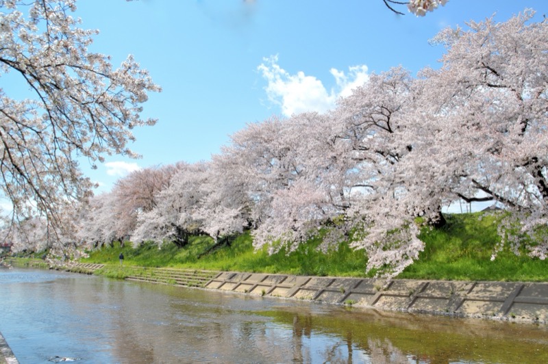 各務原 桜