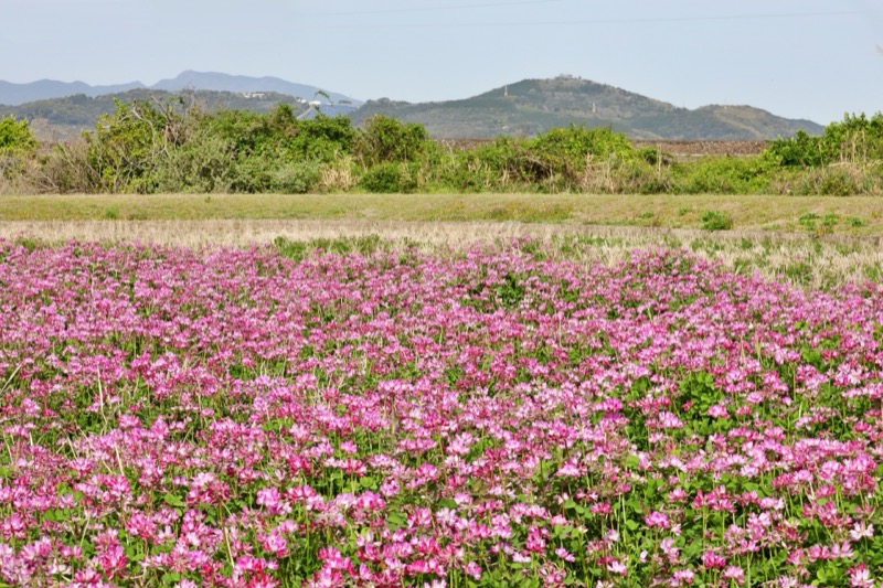 岐阜の花レンゲソウ